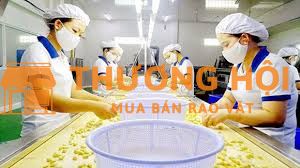 Tuyển công nhân lựa hạt điều ca ngày hoặc xoay ca