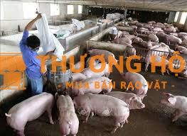 TUYỂN DỤNG CÔNG NHÂN CHĂN NUÔI (BAO ĂN, Ở)