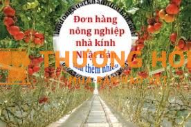 XKLD Nhật Bản đơn hàng nông nghiệp cà chua nhà kính