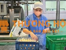 50 LĐPT LÀM ĐẬU HỦ Ở KCN TÂN BÌNH