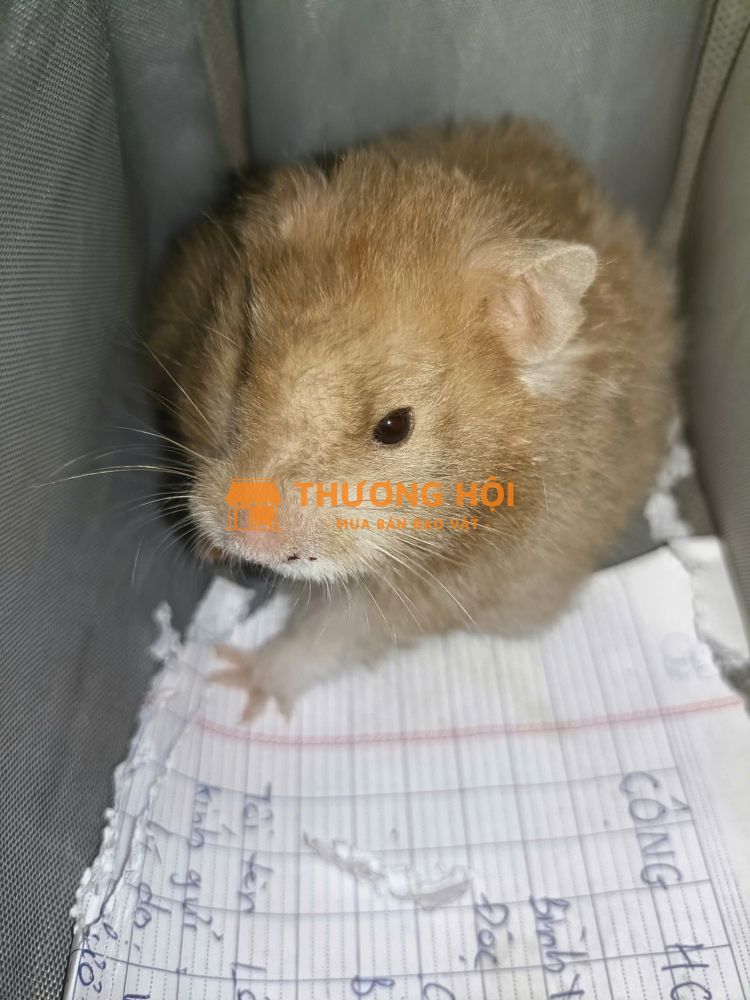 cho hamter đuôi dài tui nhặt đc