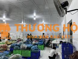 Tuyển giao hàng Rau quả buổi sáng, xe tải - xe máy. Nữ sơ chế rau