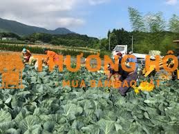 Đơn hàng nông nghiệp xkld Đài Loan