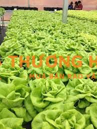 Tuyển Người Làm Vườn Rau