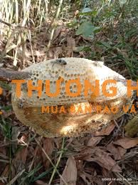 Tuyển cộng tác viên bán mật ong