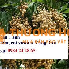 Cần một người trông coi vườn tại Vũng tàu