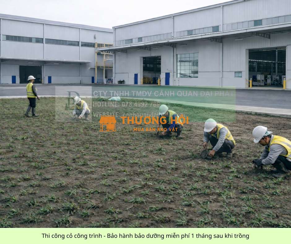 Trồng Cỏ Lá Gừng Giá Rẻ Đồng Nai TP.HCM