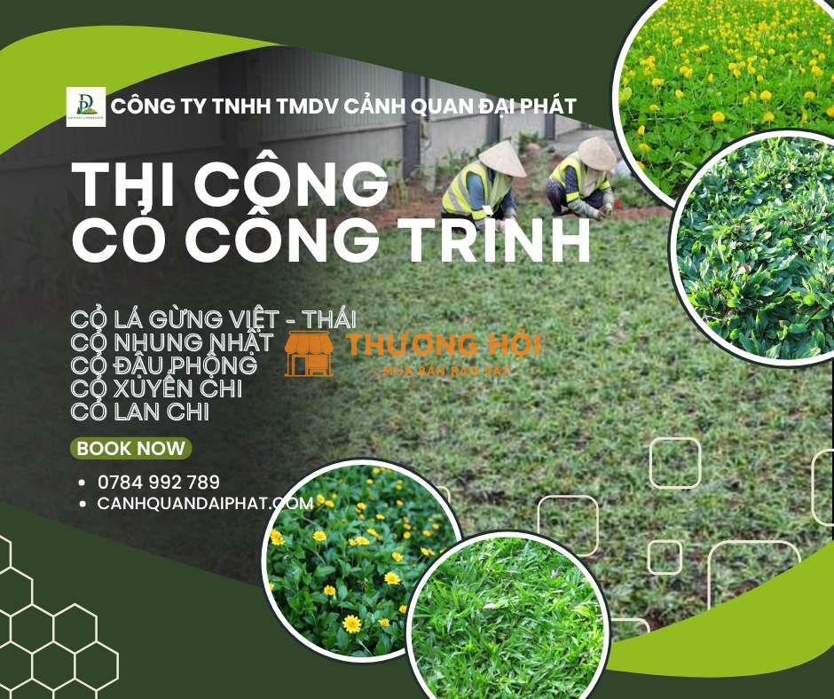 THI CÔNG CỎ CÔNG TRÌNH CHUYÊN NGHIỆP – ĐA DẠNG CHỦNG LOẠI, PHỦ XANH BỀN ĐẸP