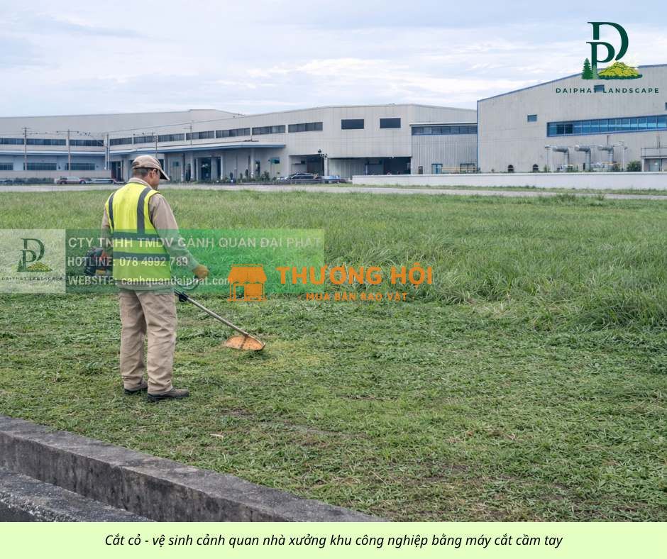 Thi công cỏ lá gừng giá rẻ nhà máy, công ty Đồng Nai