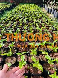 Cty Vườm Ươm Bích Câu tuyển 2 nam LĐPT