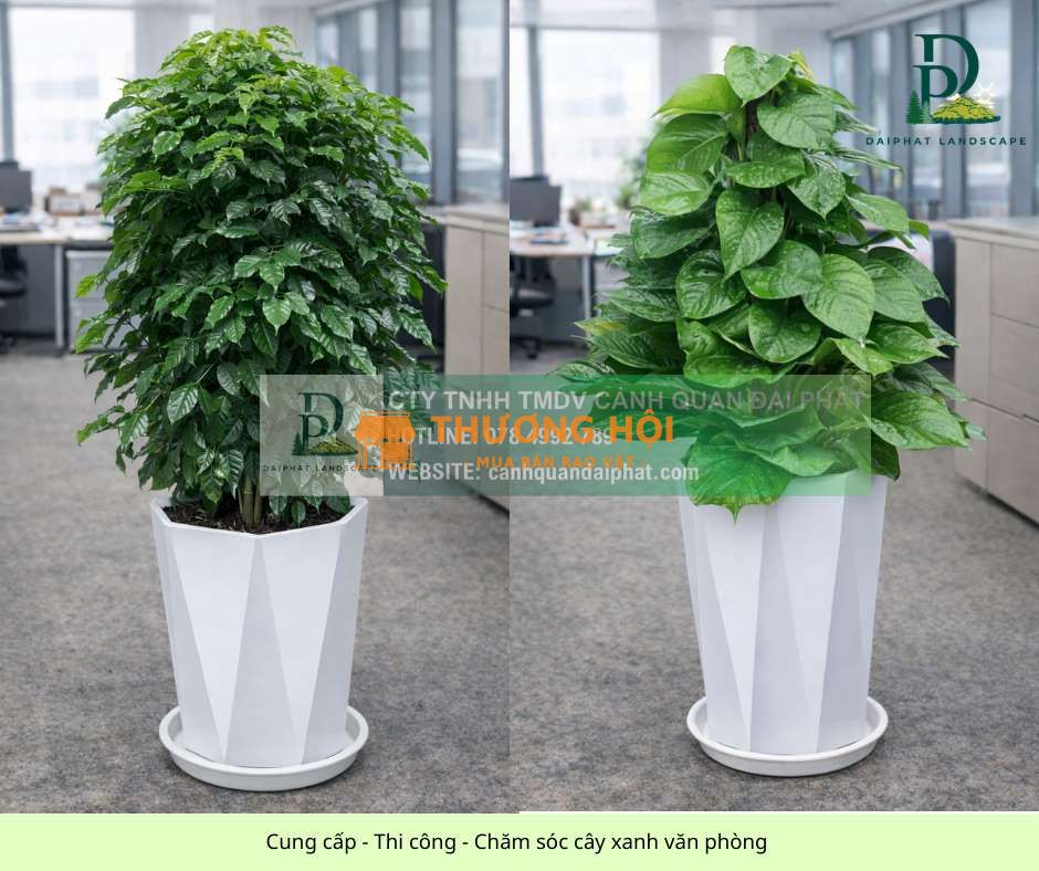 Thiết kế Thi công Chăm sóc cây xanh văn phòng tại Đồng Nai