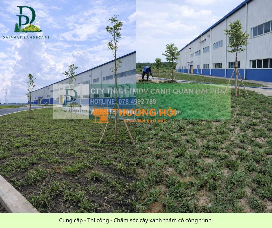 thi công cây xanh công trình – chăm sóc thảm cỏ khu công nghiệp tại Đồng Nai