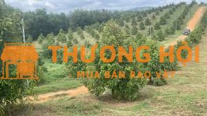 TUYỂN LĐPT LÀM VƯỜN TẠI ĐĂK NÔNG