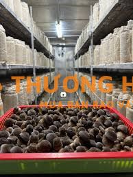 Nhân viên chăm sóc & thu hoạch nấm