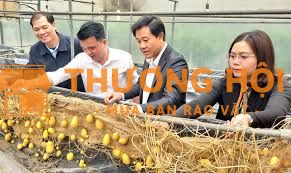 [Lương Ngày] Nhân viên lựa và đóng hộp khoai tây