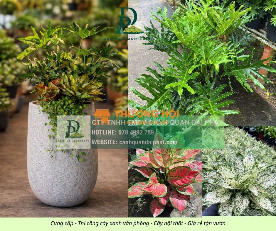 CUNG CẤP CÂY XANH NỘI THẤT CHO VĂN PHÒNG – SHOWROOM – CỬA HÀNG ĐỒNG NAI TPHCM