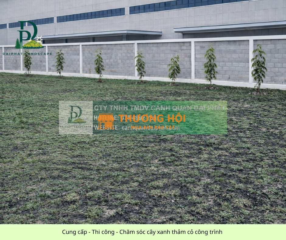 Cung cấp cây xanh thảm cỏ trọn gói công ty nhà xưởng nhà máy