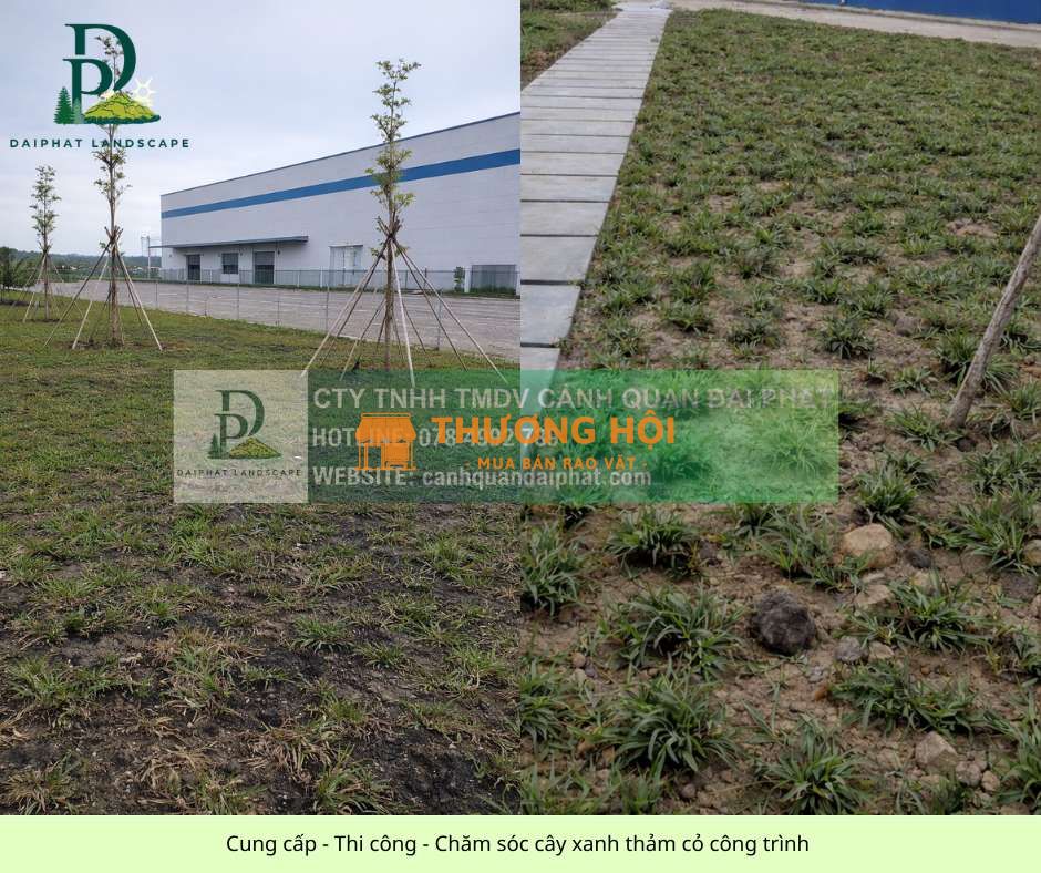 CUNG CẤP CÂY XANH – THẢM CỎ GIÁ SỈ TẠI VƯỜN | PHỤC VỤ ĐỒNG NAI – TP.HCM – BÌNH DƯƠNG – LONG AN – TÂY NINH – BÀ RỊA VŨNG TÀU