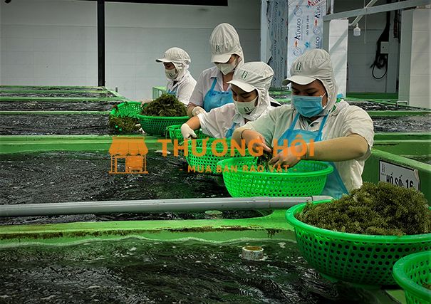 Công nhân đóng gói thực phẩm khô