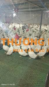 Tuyển phụ việc chăn nuôi bao ăn ở lương 8tr