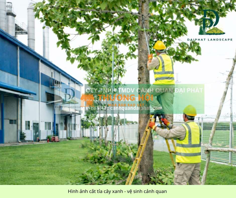DỊCH VỤ CHĂM SÓC CÂY XANH ĐỊNH KỲ CHO CÔNG TY – NHÀ XƯỞNG (2–3 LẦN/TUẦN)