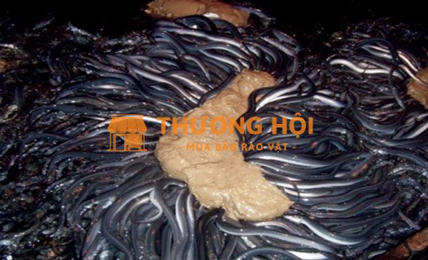 Đơn hàng kỹ sư chăn nuôi Nhật Bản