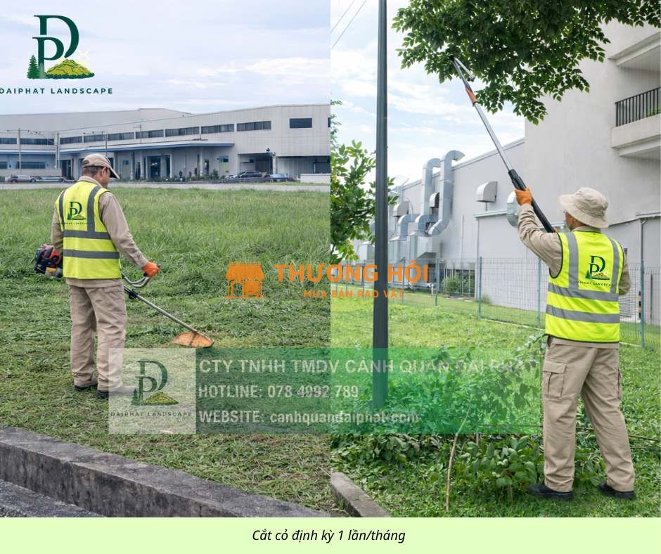 DỊCH VỤ CẮT CỎ, CHĂM SÓC CỎ CẢNH QUAN KCN NHƠN TRẠCH ĐỒNG NAI