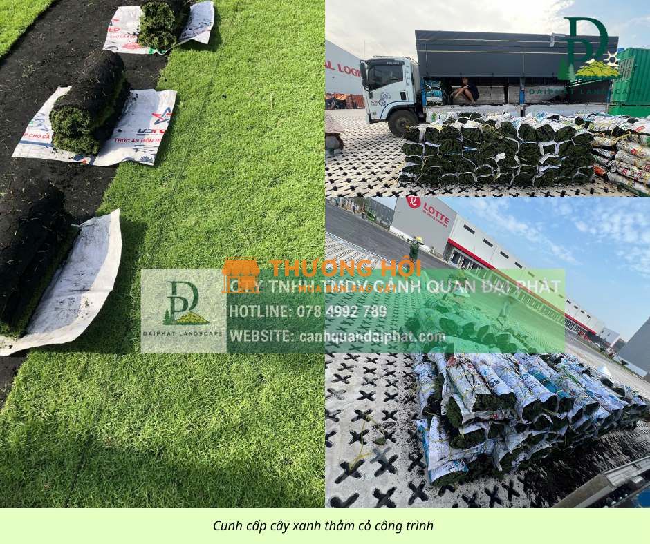 Cung cấp các loại cỏ cảnh quan giá tốt giao tận công trình Đồng Nai