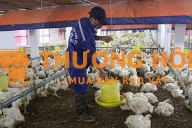 02 Công nhân nuôi gà