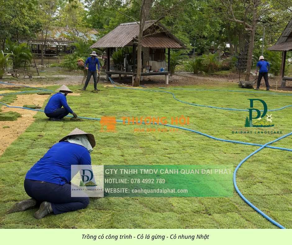 TRỒNG CỎ LÁ GỪNG & CỎ NHUNG NHẬT GIẢI PHÁP PHỦ XANH CÔNG TRÌNH