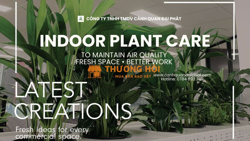 Dịch vụ chăm sóc cây xanh nội thất – tưới nước, bón phân, cắt tỉa Thủ Đức
