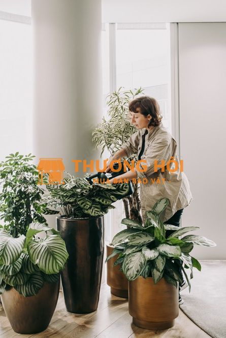 Cung cấp cây văn phòng Thủ Đức – cho thuê & trang trí cây xanh nội thất