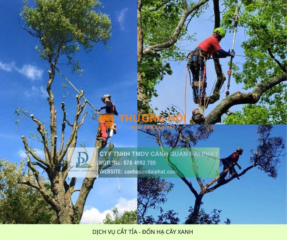 Cưa Hạ – Cắt Tỉa Cây Xanh KCN Long Khánh, Đồng Nai