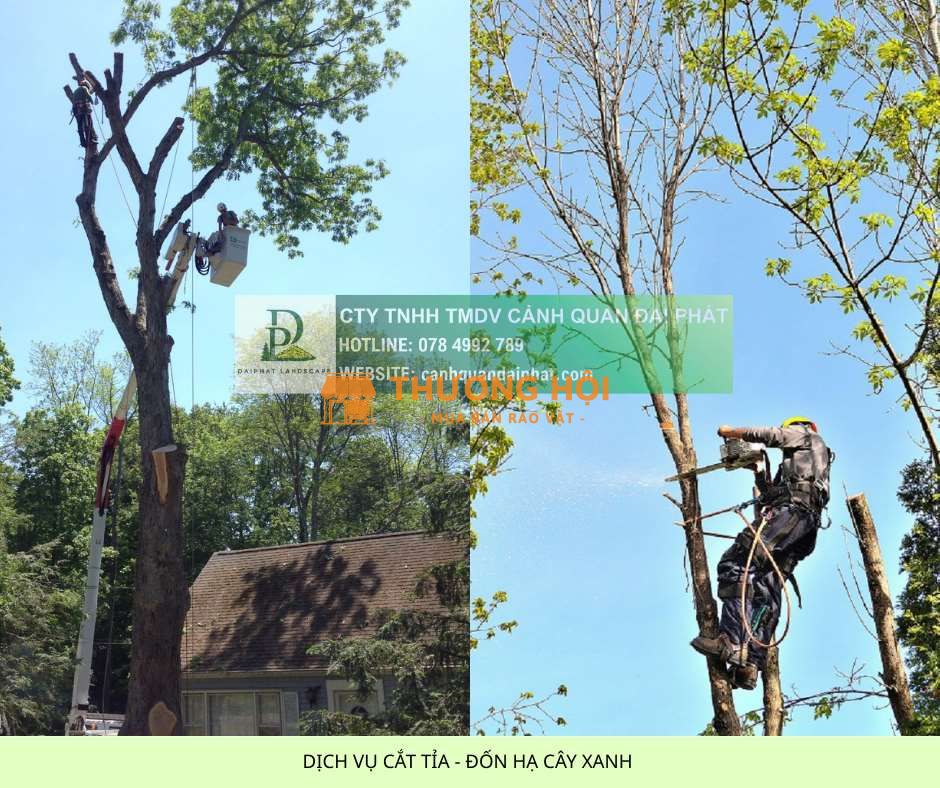 Cưa Cây – Đốn Hạ Cây Xanh Đồng Nai