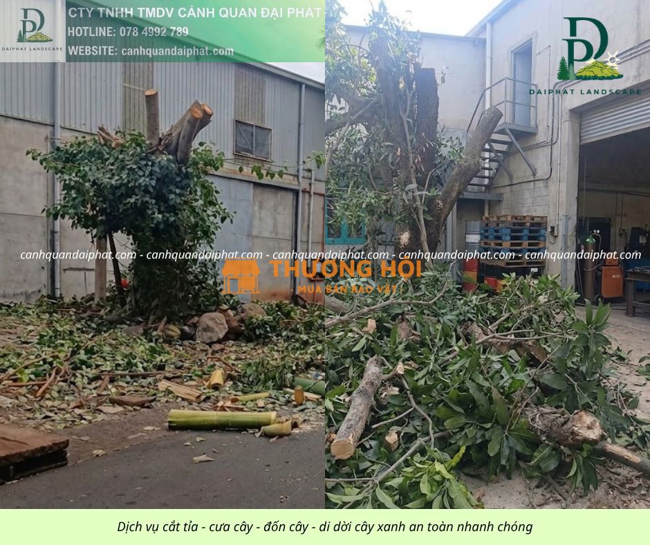 Cưa Cây Tại Đồng Nai