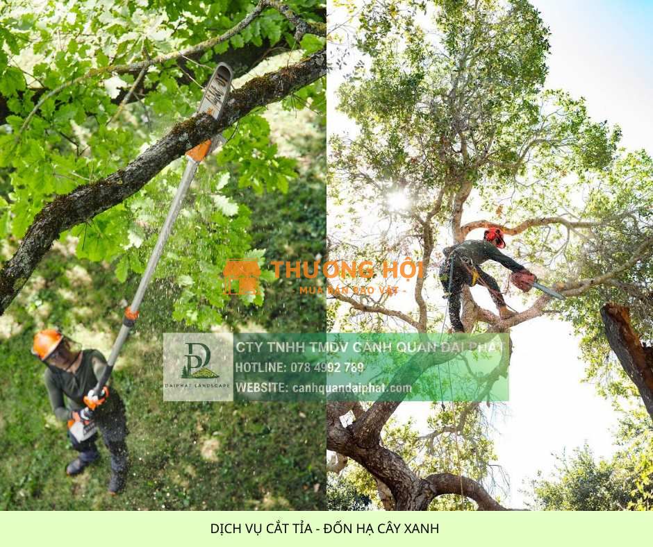 CƯA CÂY KCN TAM PHƯỚC – ĐỒNG NAI