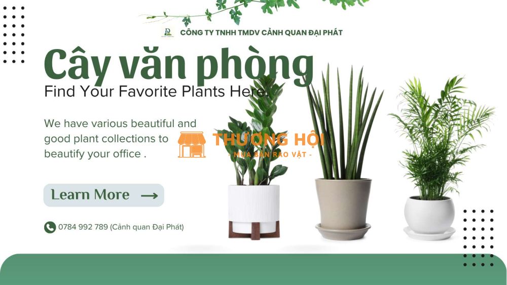 CUNG CẤP CÂY XANH & CHĂM SÓC CÂY XANH VĂN PHÒNG TẠI ĐỒNG NAI