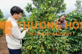 Quản lý rẫy cafe tại Kontum