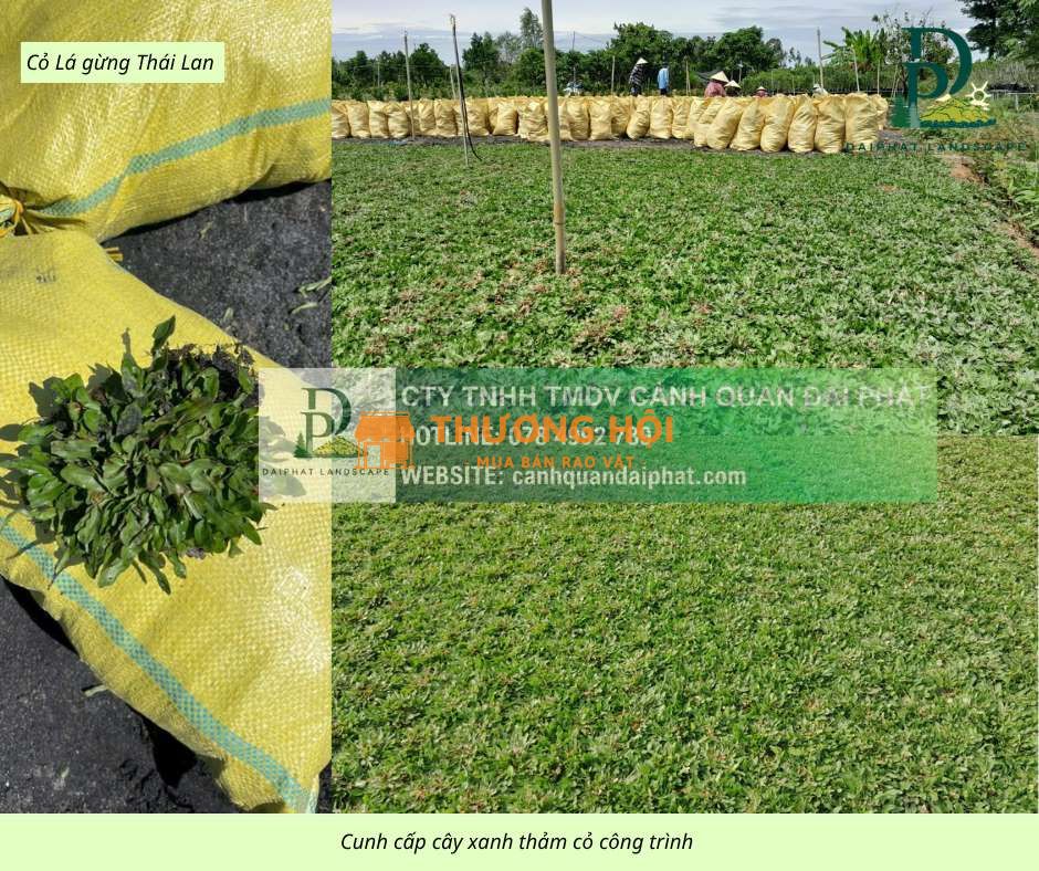 Cung cấp cỏ nhung Nhật - Cỏ lá gừng KCN Đồng Nai