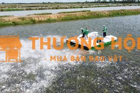 Công nhân nuôi cá tra