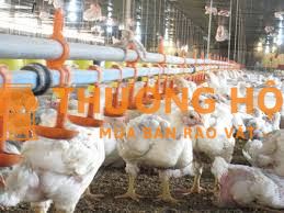 tuyển công nhân nuôi gà