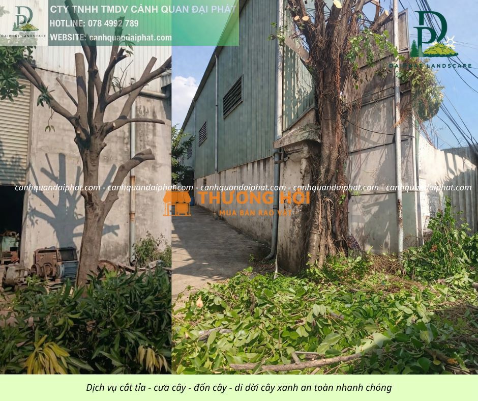 Dịch vụ cắt cỏ cưa cây tại KCN Biên Hòa Đồng Nai