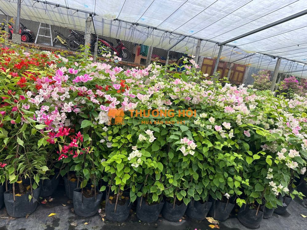 Cung cấp Hoa giấy công trình Đồng Nai - giao hàng toàn quốc