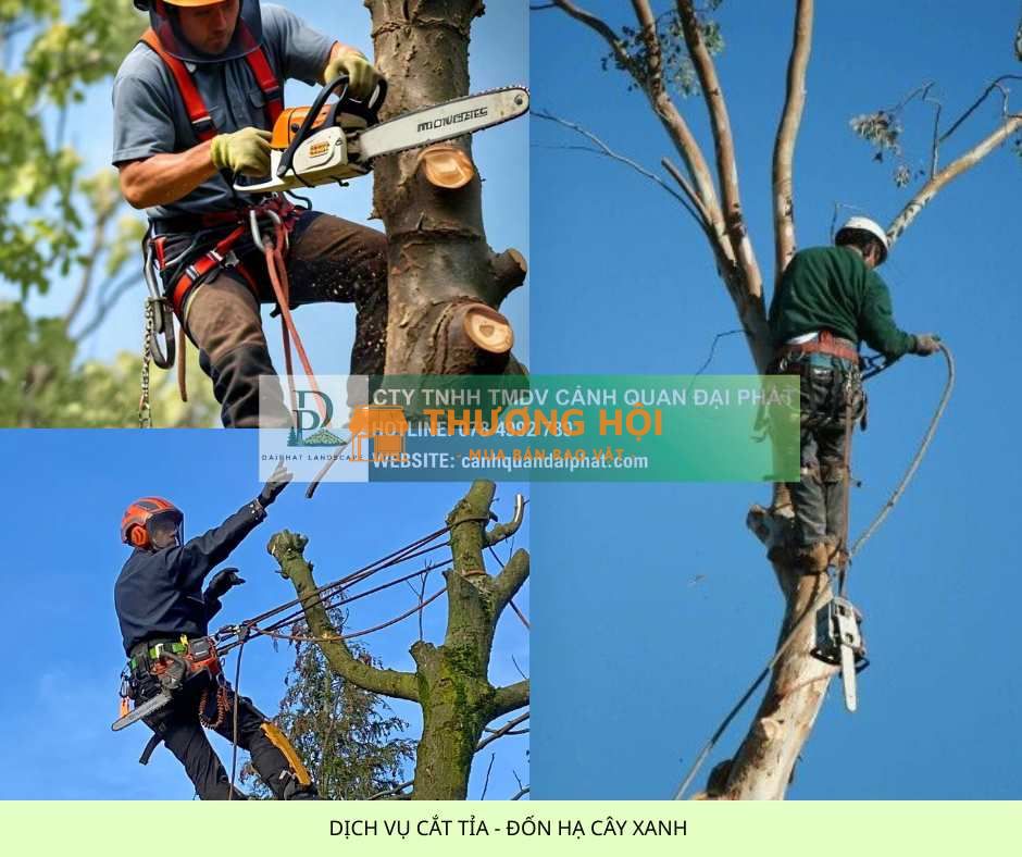 Cưa cây cắt cỏ kcn Phú Mỹ, kcn Mỹ Xuân Bà Rịa Vũng Tàu