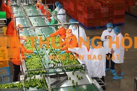 Công ty Minh Anh tuyển nam/nữ nhân viên lựa đóng gói trái cây