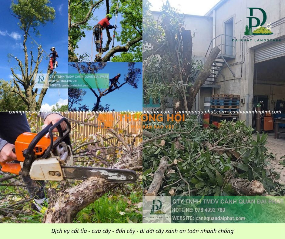 Cưa Cây Cắt Cỏ Giá Rẻ KCN Bình Dương – Làm Nhanh, Sạch Ngay Sau 1 Lần