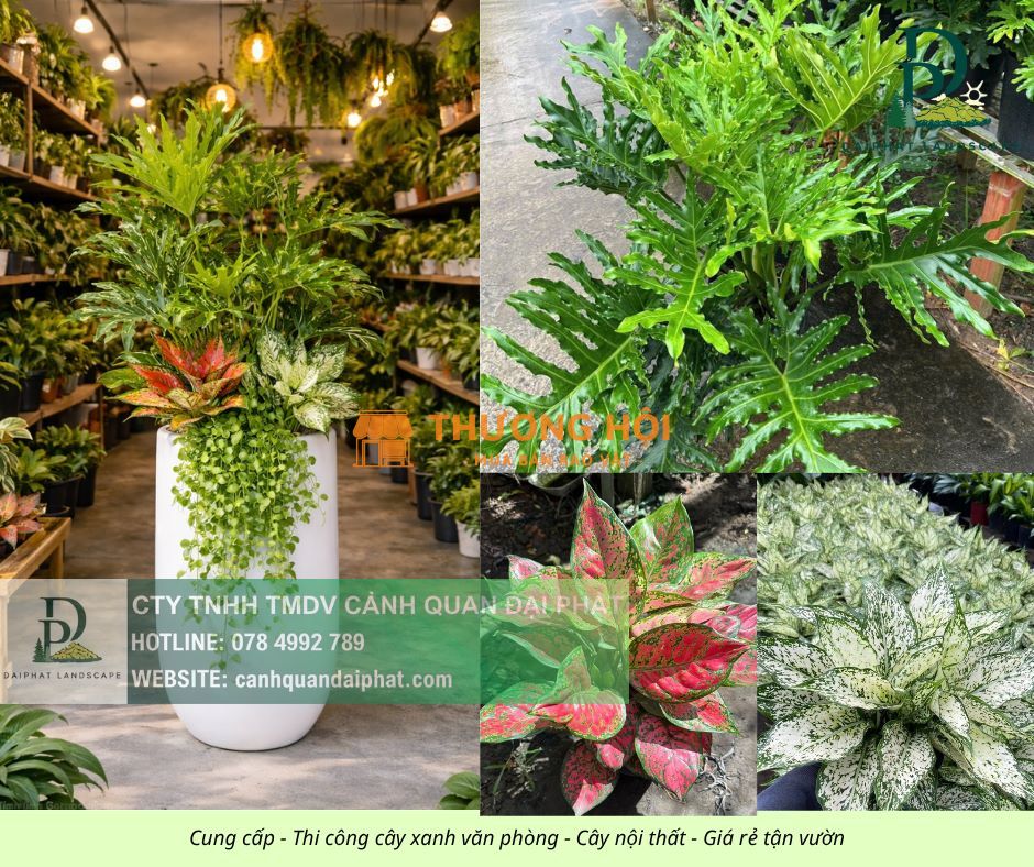 DỊCH VỤ CHĂM SÓC CÂY XANH NỘI THẤT CÔNG TY BIÊN HÒA – ĐỒNG NAI CHUYÊN NGHIỆP