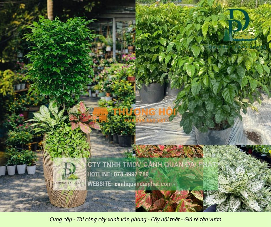 THIẾT KẾ – THI CÔNG CÂY XANH VĂN PHÒNG GIÁ TỐT TẠI LONG THÀNH – ĐỒNG NAI