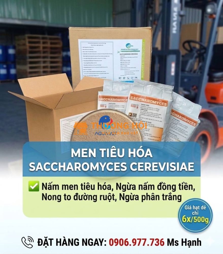 nấm men tiêu hoá saccharomyces cerevisiae