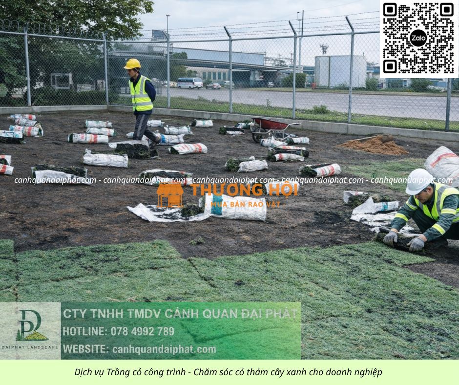 THI CÔNG CỎ CÔNG TRÌNH GIÁ RẺ CHO DOANH NGHIỆP TẠI ĐỒNG NAI